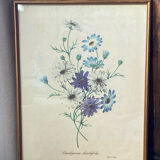 Poster, botanical plate Brachycome iberidifolia