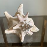 Shell horned helmet 18 cm