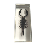 Authentic Scorpion in resin inclusion