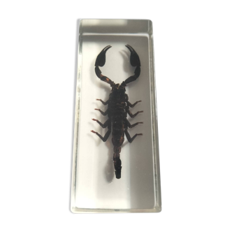 Authentic Scorpion in resin inclusion