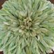 Juju hat light green