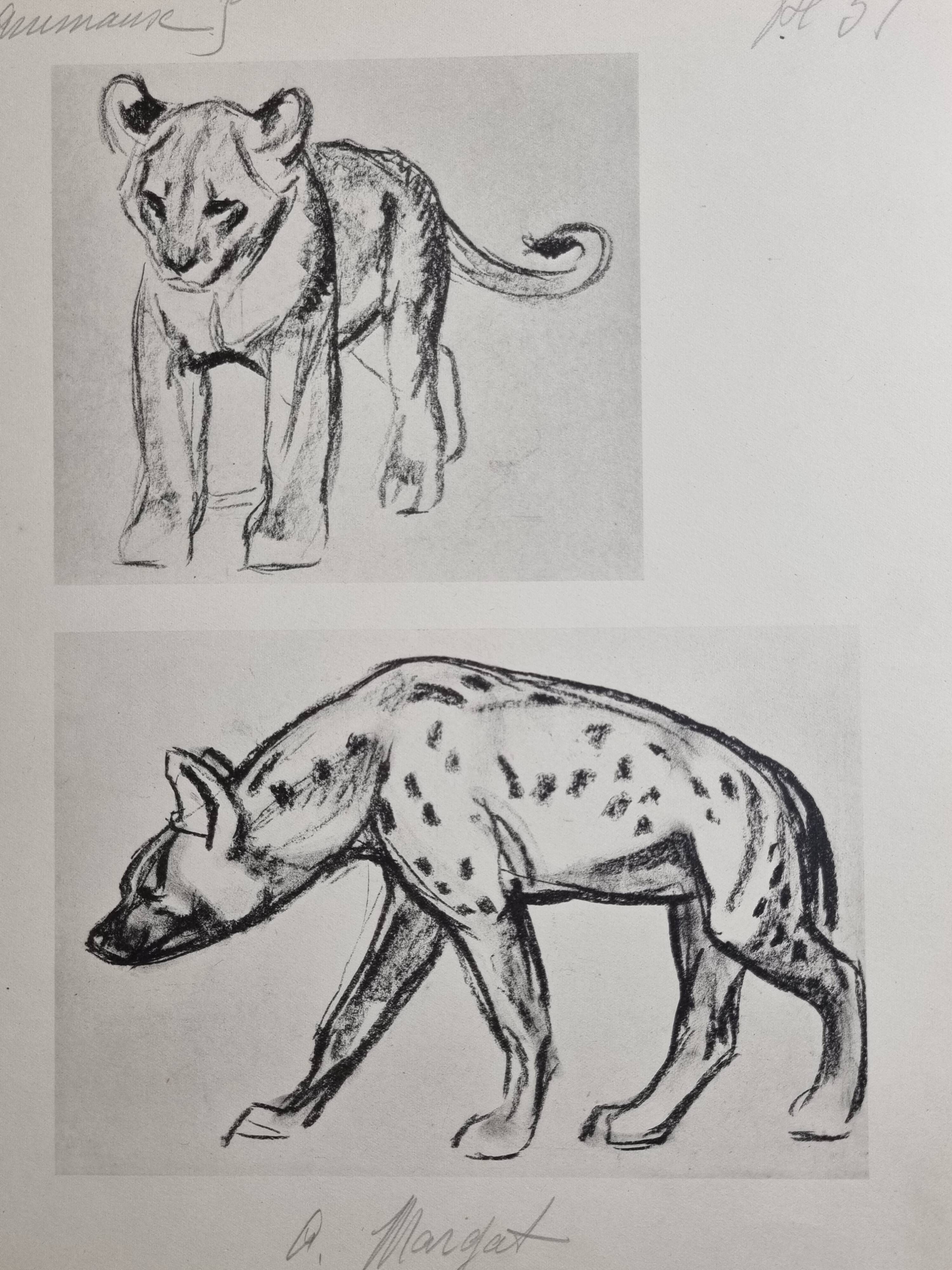 Illustrated plate, Studies of a lion cub and a hyena, Signed A. Margat, 1930