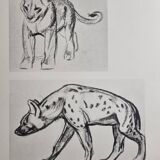 Illustrated plate, Studies of a lion cub and a hyena, Signed A. Margat, 1930