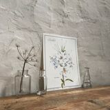 Botanical plank the white lily