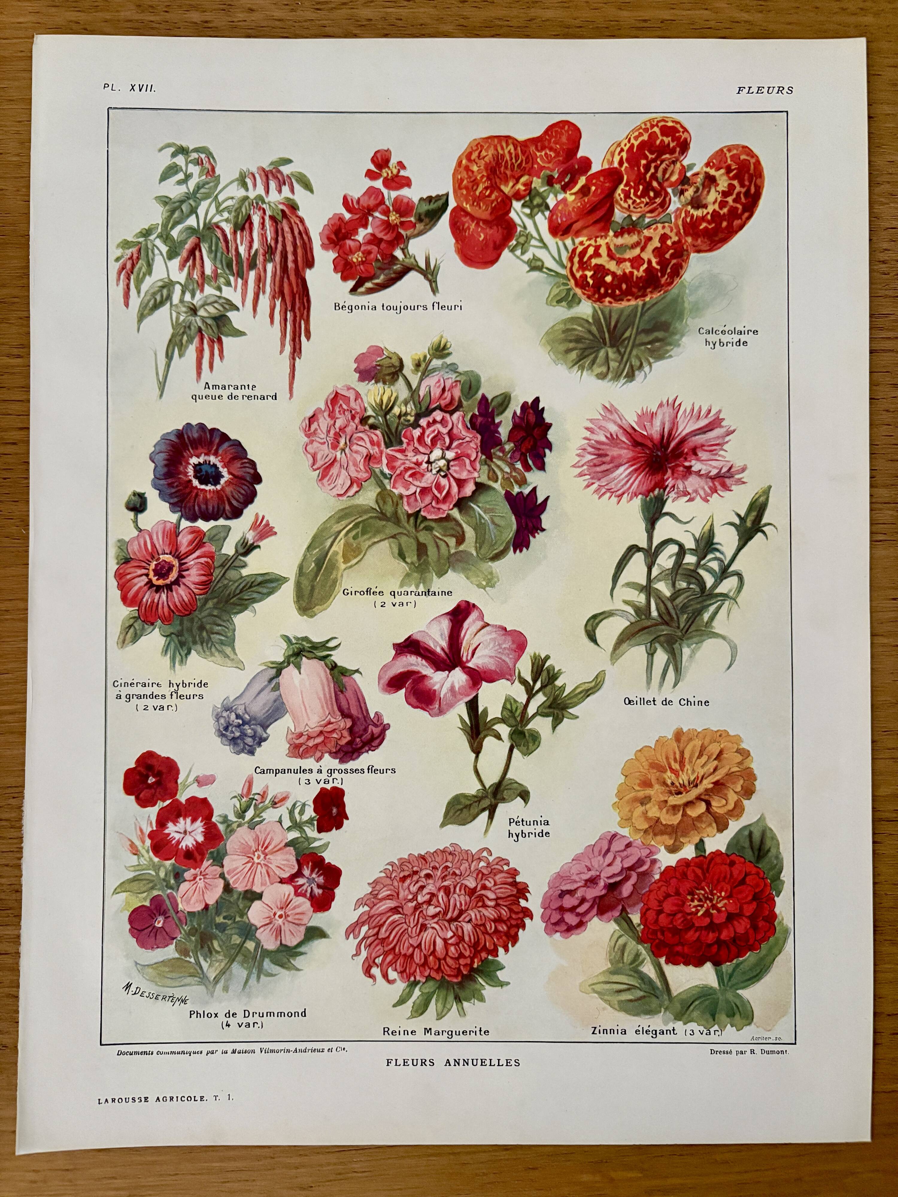 Lithograph of annual flowers - 1920