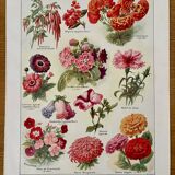Lithograph of annual flowers - 1920