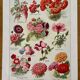 Lithographie sur les fleurs annuelles - 1920