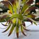 White metal chandelier Italy 60s/70s