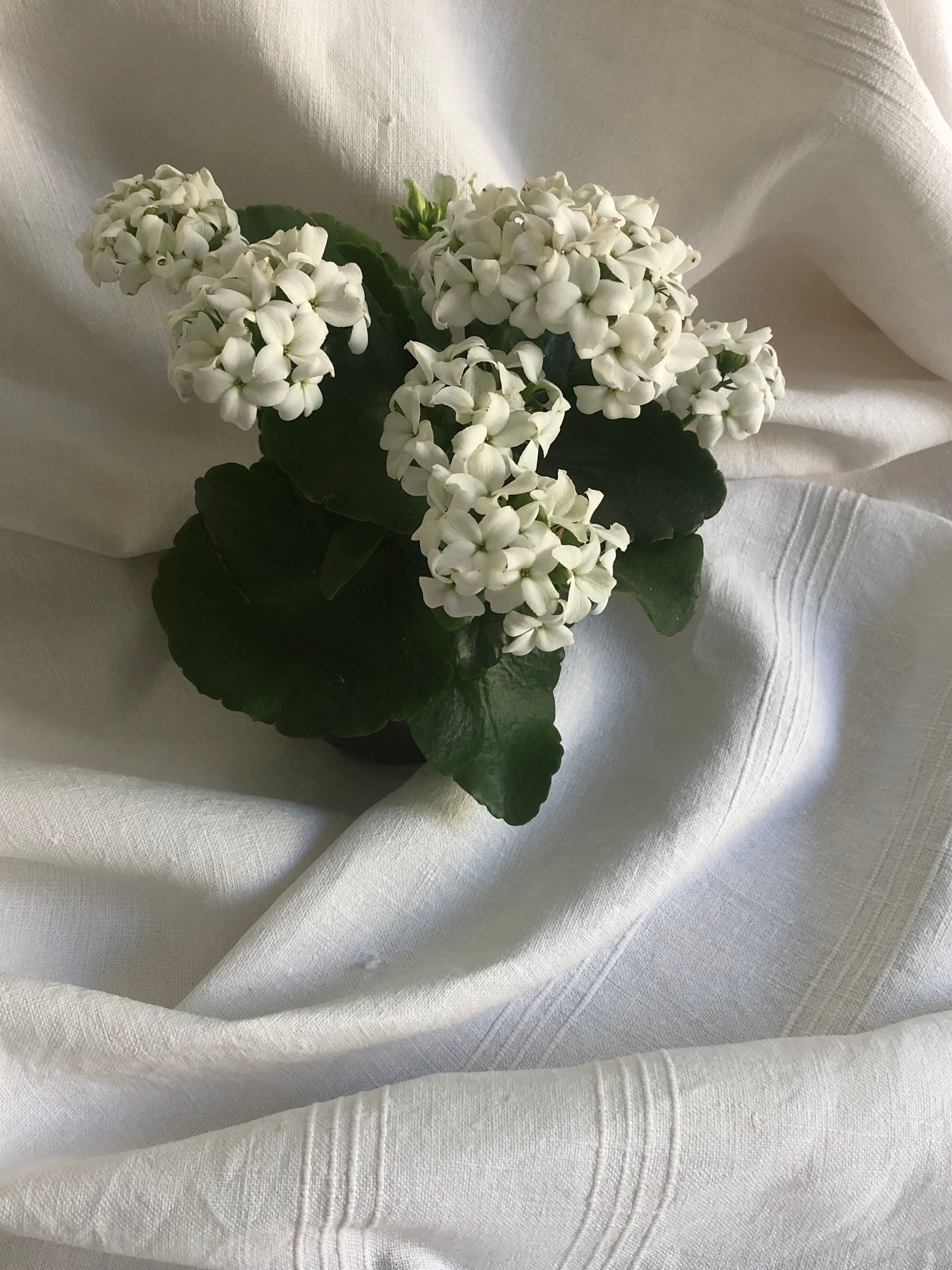 Winegrower's tablecloth, old linen, bedding