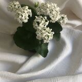 Winegrower's tablecloth, old linen, bedding