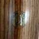 Pair of vintage Telemarking wooden skis, retro decoration