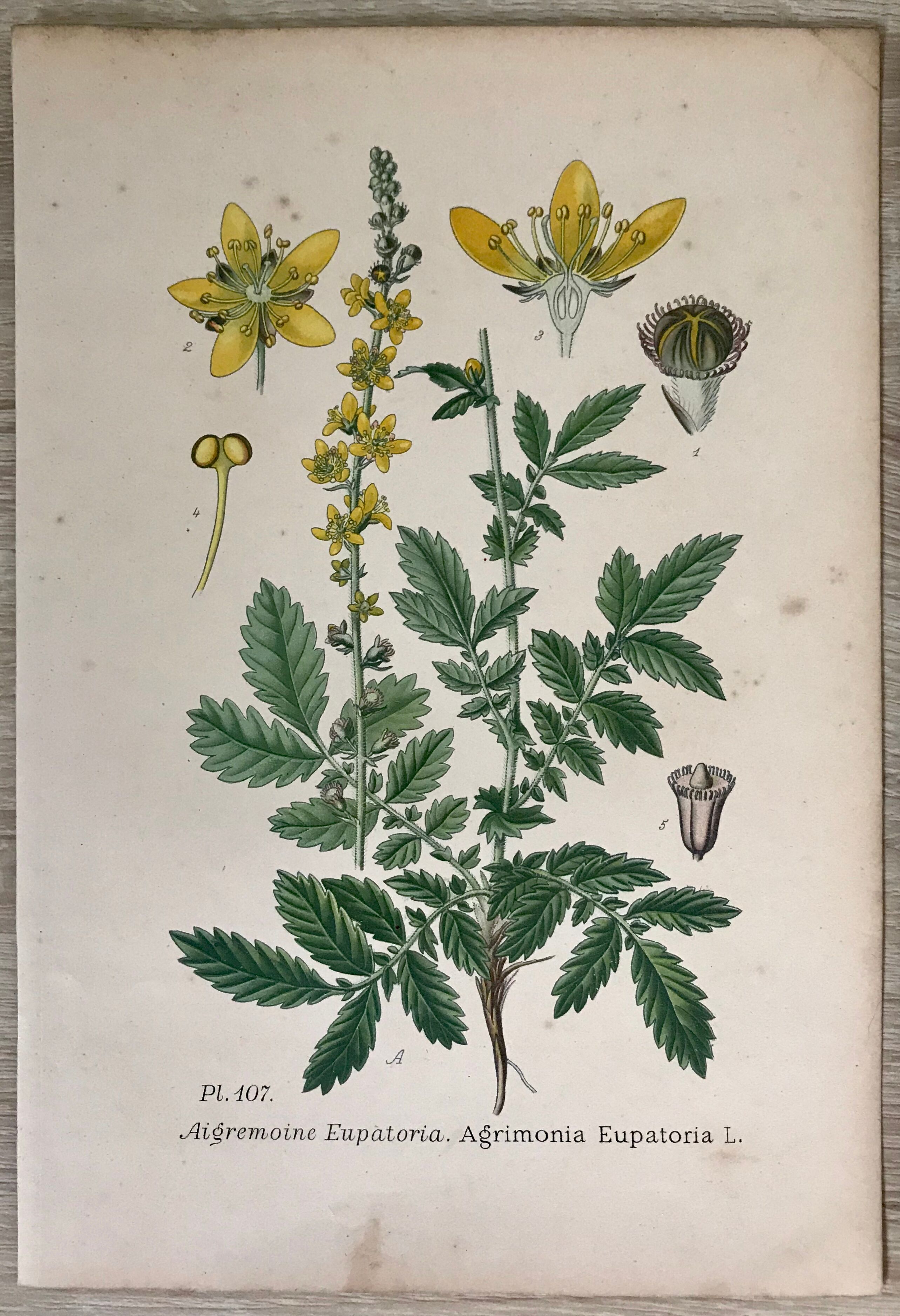 Planches botaniques de fleurs jaunes 1891