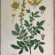 Planches botaniques de fleurs jaunes 1891