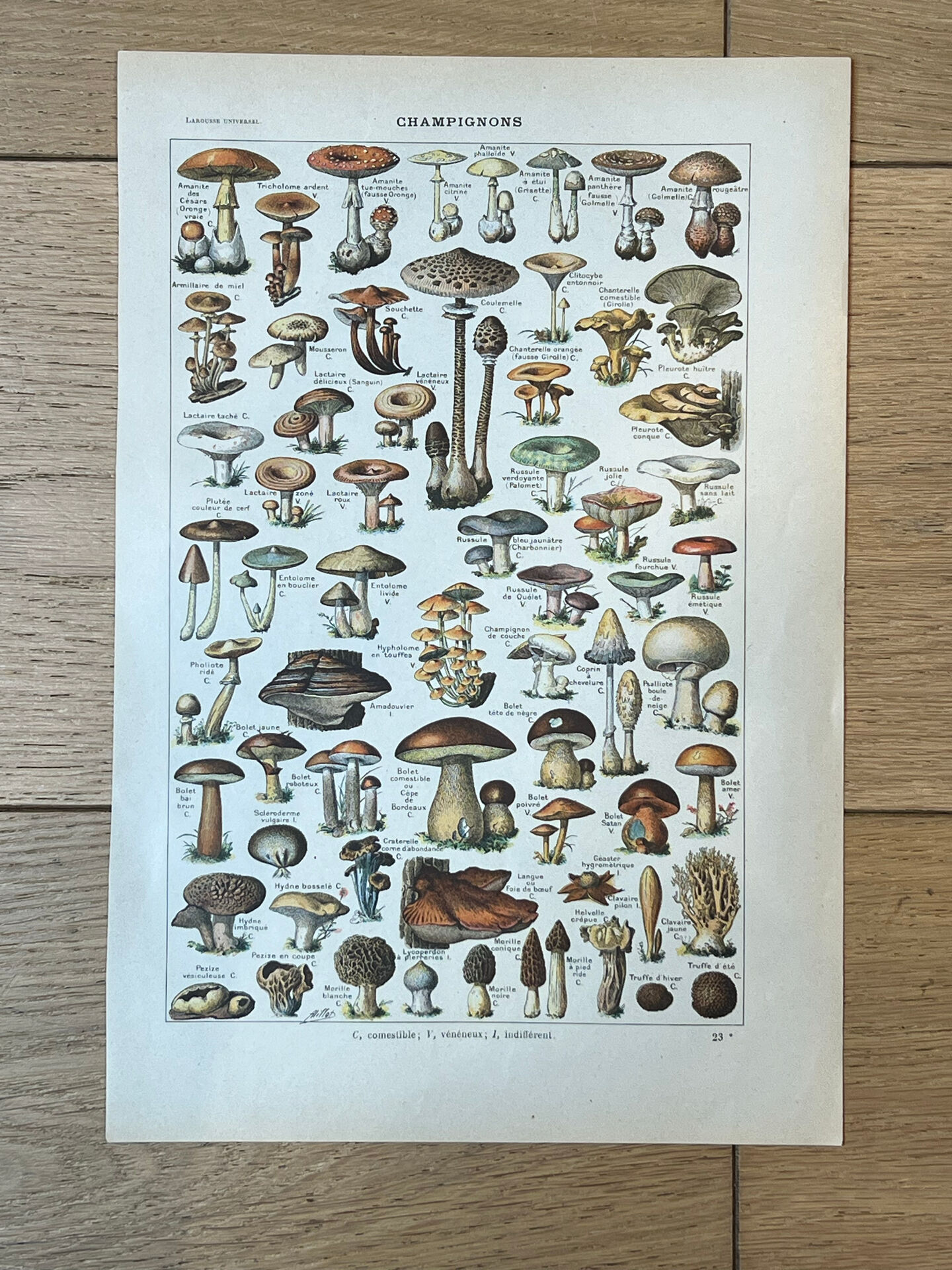 Botanical plate "Mushrooms" - 29x19.5cm
