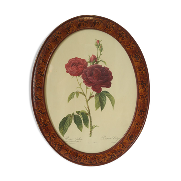 Framed botanical board Vintage rose