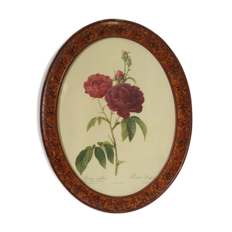 Framed botanical board Vintage rose