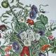 Planche botanique ronces, pommes d’amour, liseron 40,4x29,90