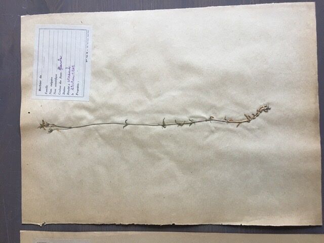 Lot de 3 planches d’herbier