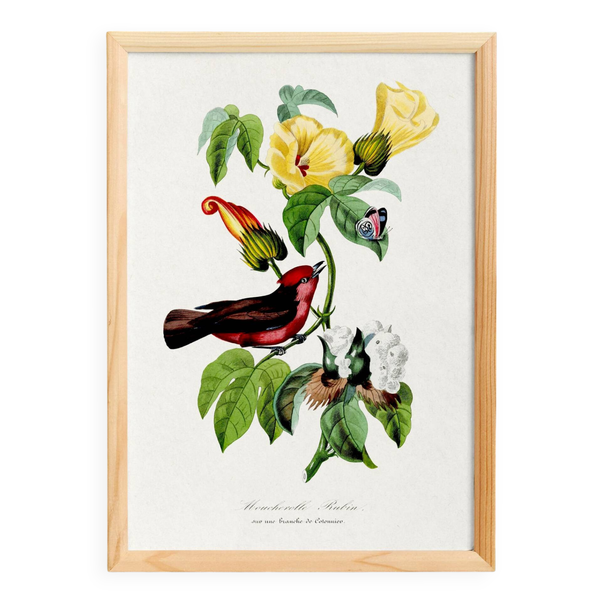 Poster about the scarlet flycatcher (exotic bird), based on an engraving