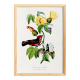 Poster about the scarlet flycatcher (exotic bird), based on an engraving