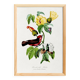 Poster about the scarlet flycatcher (exotic bird), based on an engraving