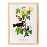 Affiche sur le moucherolle écaralate (oiseau exotique), d’après une gravure