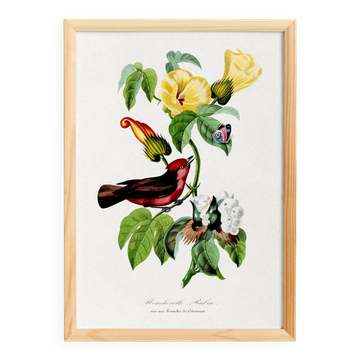 Poster about the scarlet flycatcher (exotic bird), based on an engraving