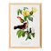 Poster about the scarlet flycatcher (exotic bird), based on an engraving