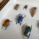 Framed naturalized insects