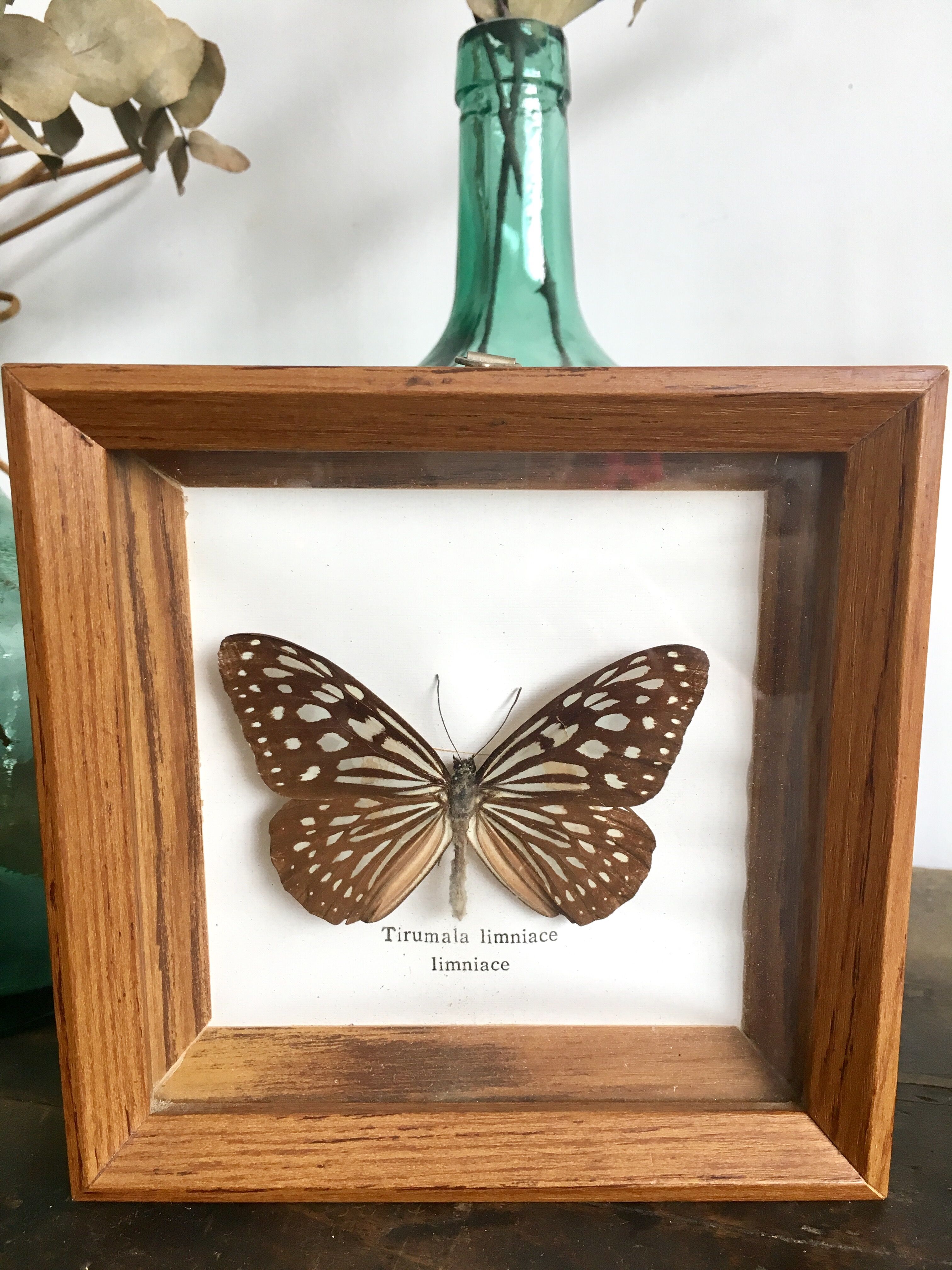 Lot of 2 frames naturalized butterflies