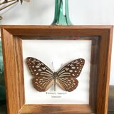 Lot of 2 frames naturalized butterflies