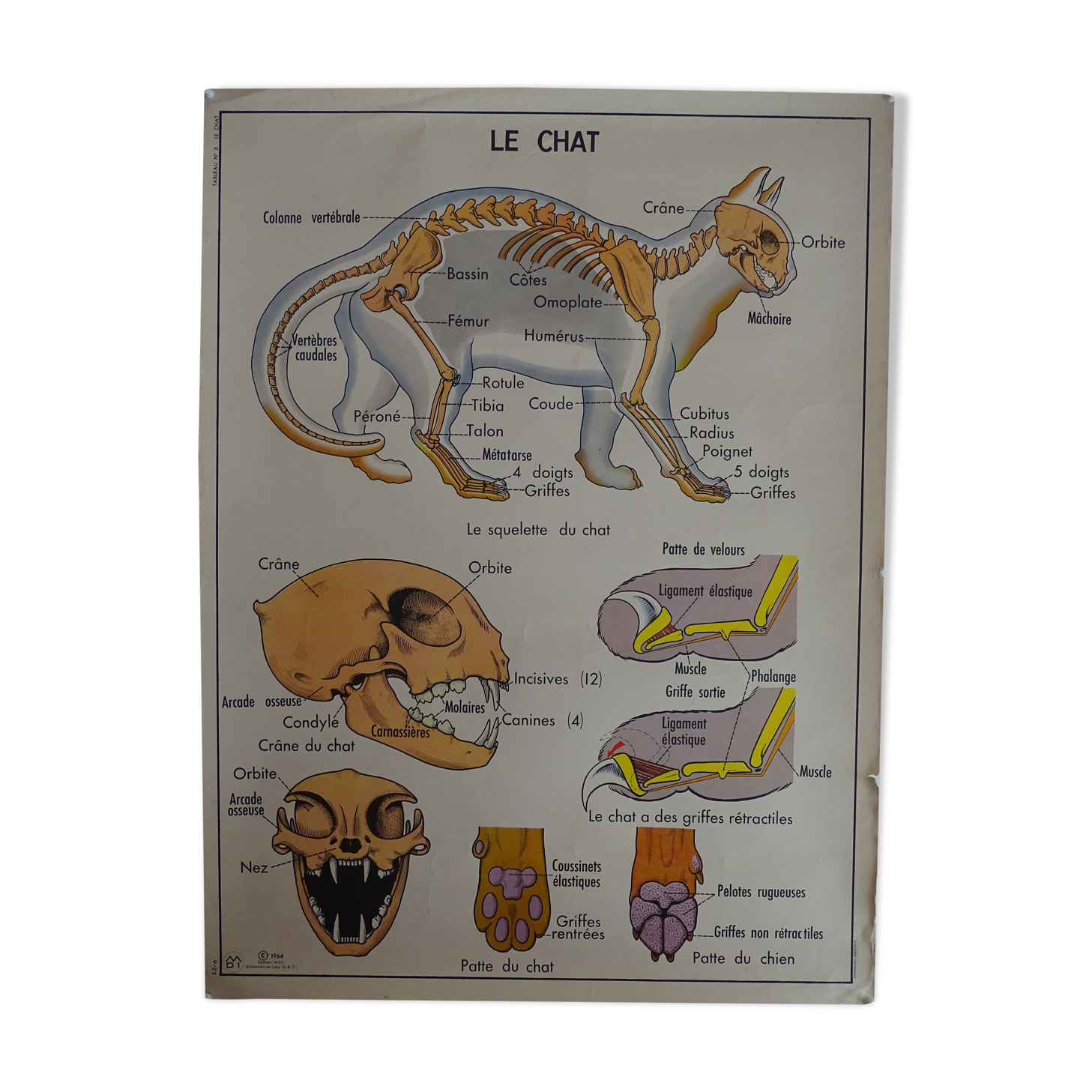 Affiche Scolaire Recto Verso Anatomie Le Chat Et Le Porc Edition Mdi 1964 Selency