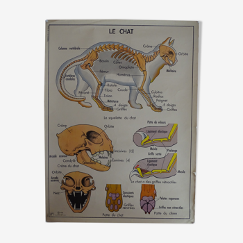 Affiche scolaire recto verso anatomie le chat et le porc . Edition MDI.1964
