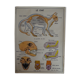 School poster on both sides anatomy the cat and pig . Edition MDI.1964