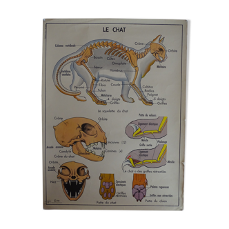 School poster on both sides anatomy the cat and pig . Edition MDI.1964