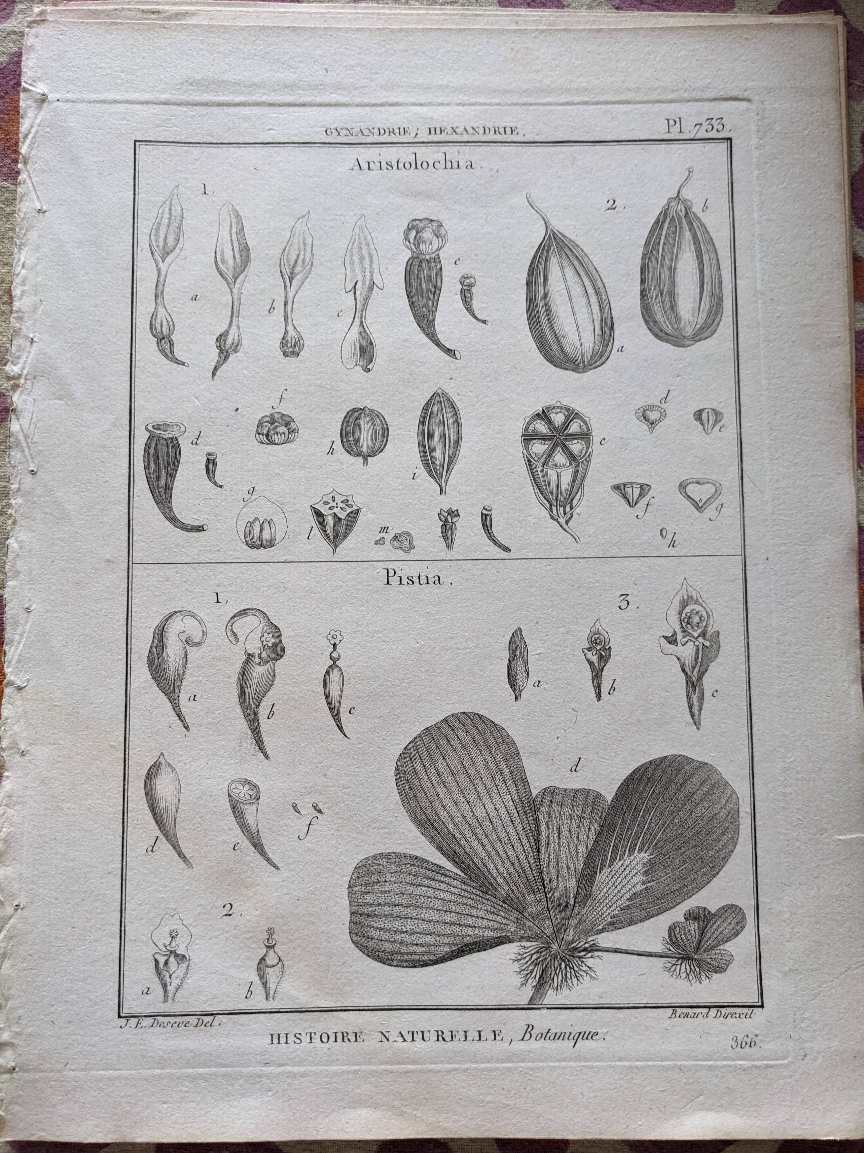Stamped vintage botanical engraving plate natural history flowers