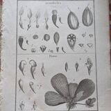Stamped vintage botanical engraving plate natural history flowers