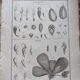 Stamped vintage botanical engraving plate natural history flowers