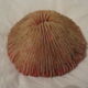 Coral vintage deco