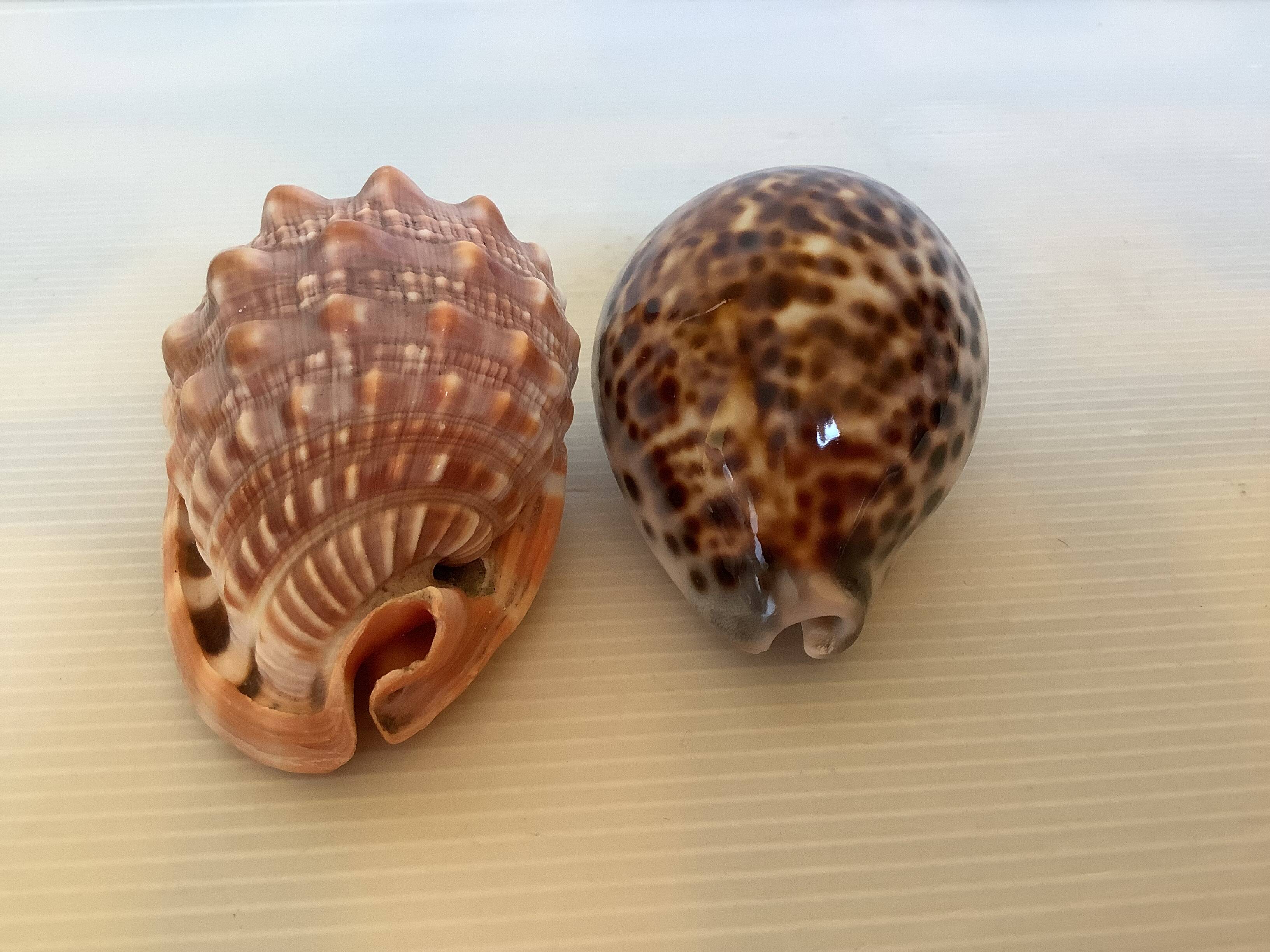 Duo de coquillages cypraea tigris