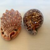 Duo of cypraea tigris shells
