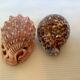 Duo de coquillages cypraea tigris