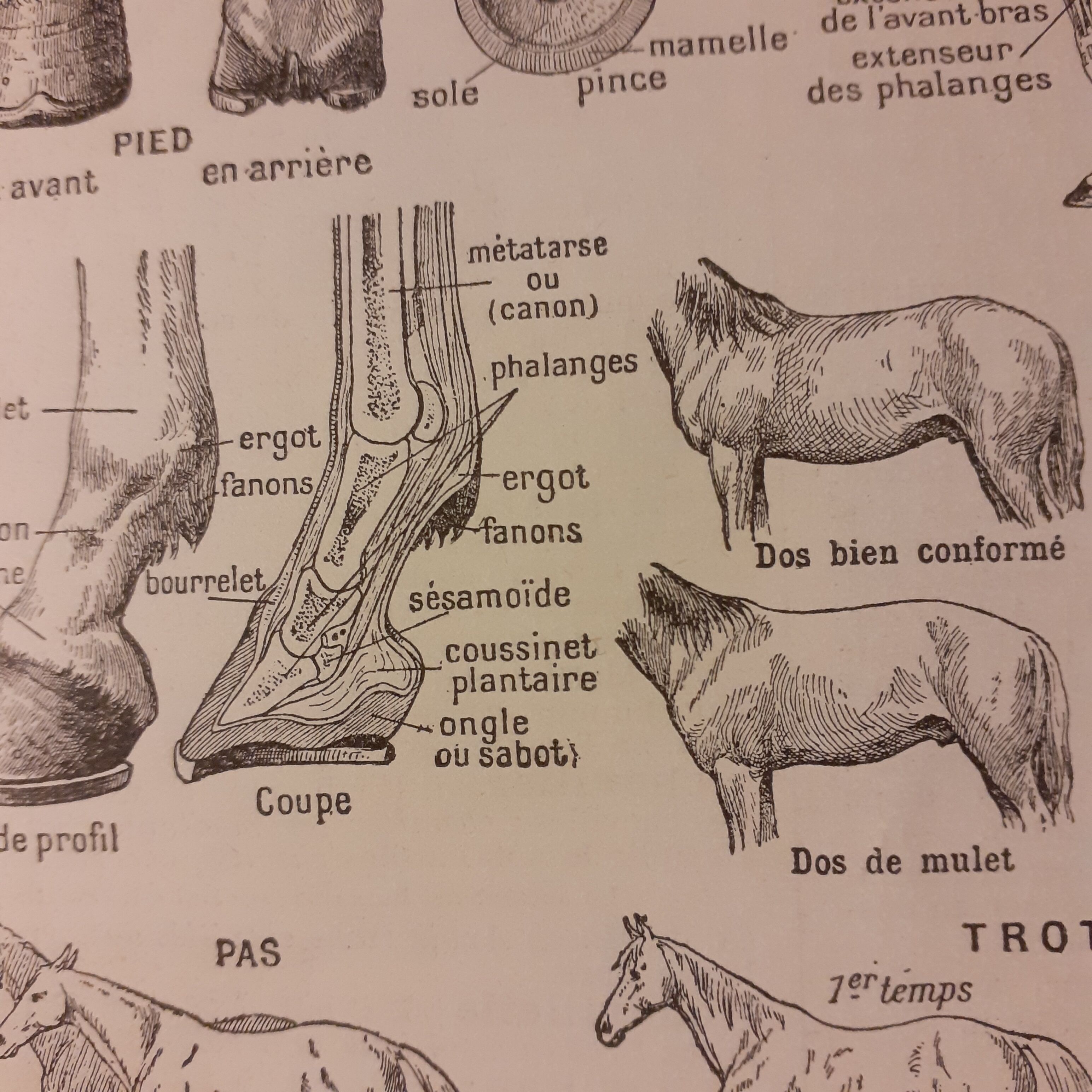 Lithographie sur le cheval de 1922