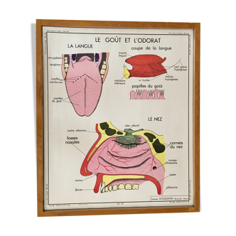 Affiche scolaire  recto verso