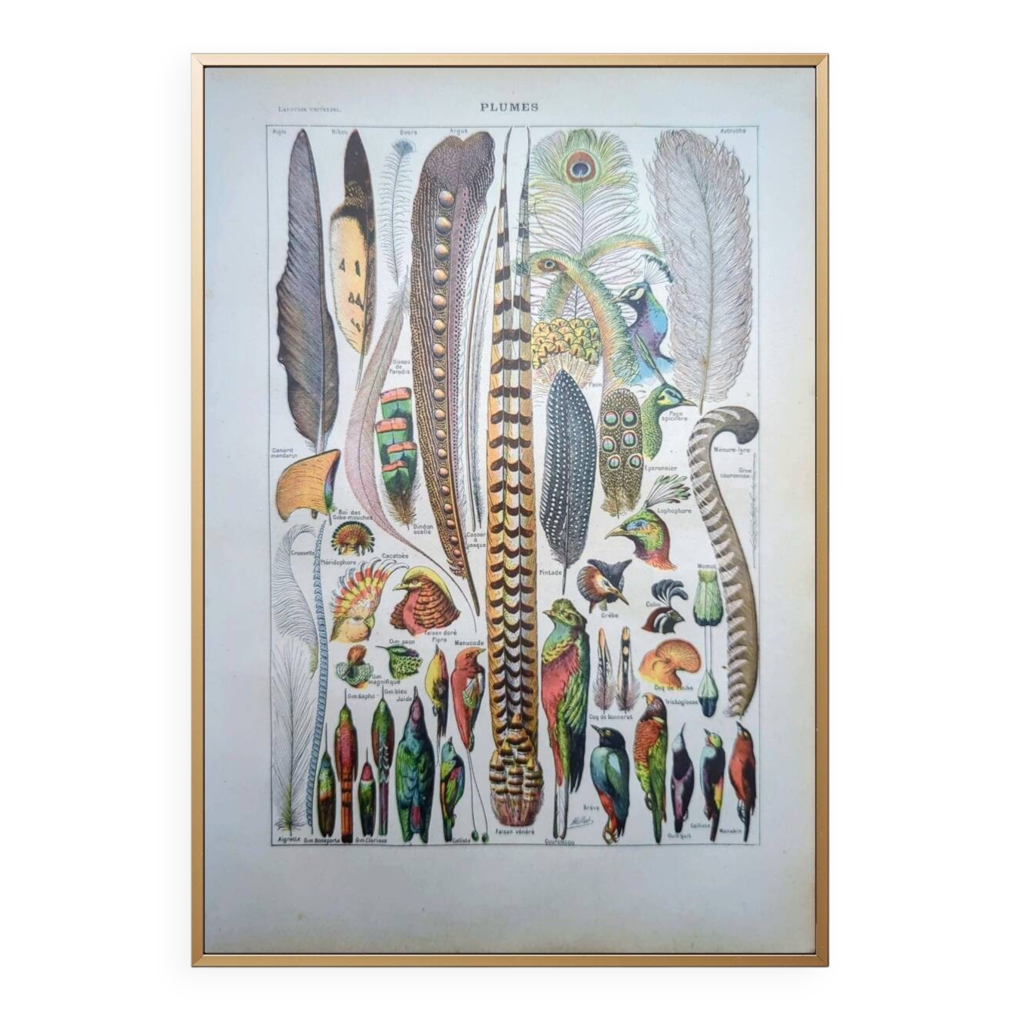 Printed in 1924, the feathers. Old naturalist illustration.