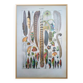 Imprimée en 1924, les plumes. Illustration naturaliste