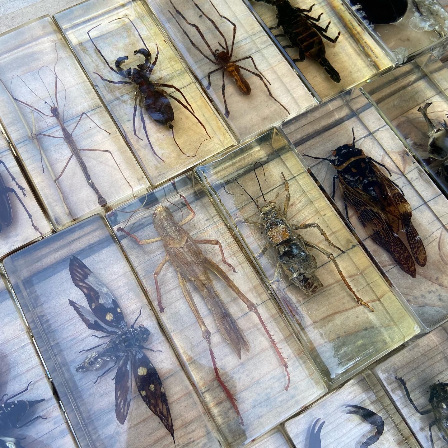 Batch of insects included under resin