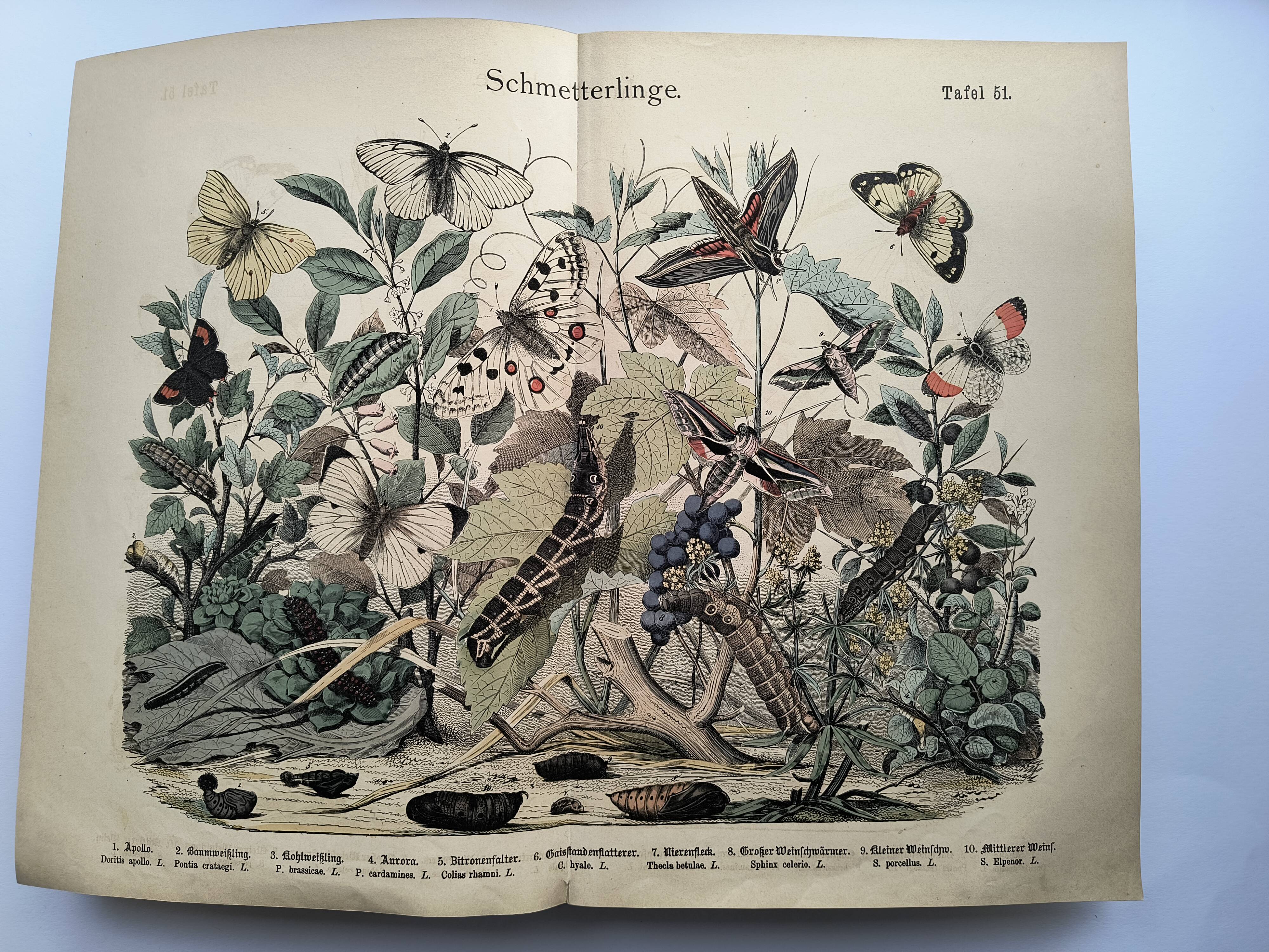 Antique engraving, 1886 - European Butterflies (3). 19th-century chromolithograph