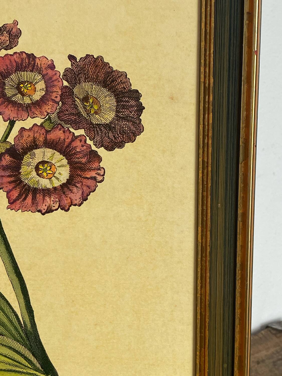 Botanical poster Auricula, after J.Duke