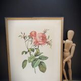 Litho Rose one hundred leafy leaves